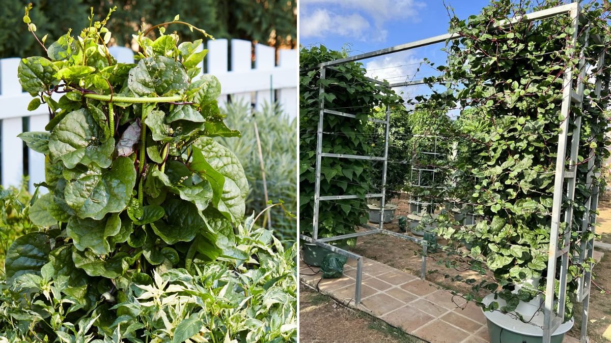 How to Successfully Grow Malabar Spinach Vine on Your Balcony for a Lush Green Space