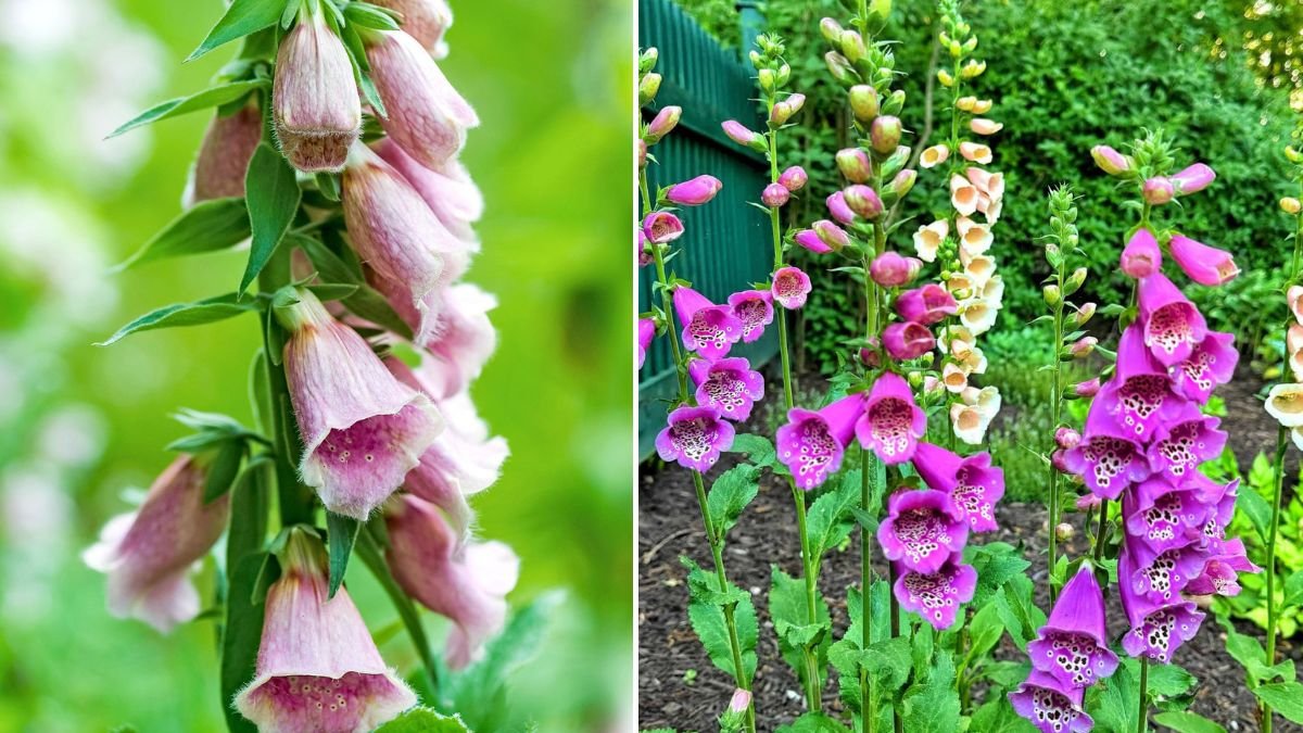 Simple Method for Cultivating Stunning Foxglove Biennial Flowers at Home