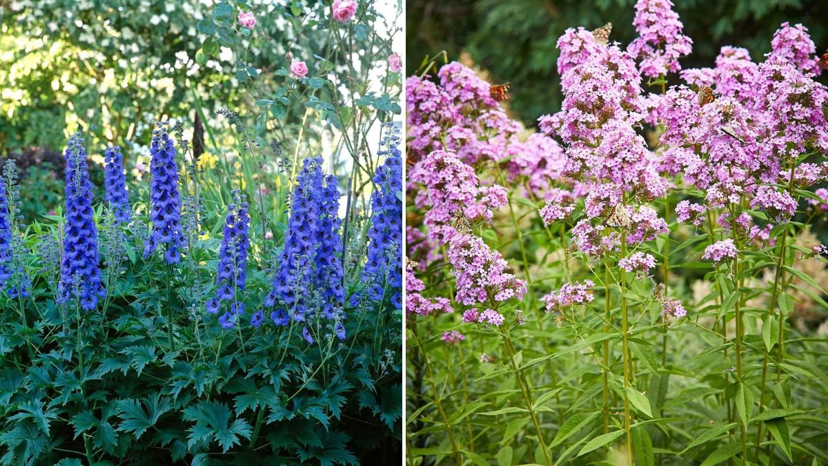 How to Successfully Grow Delphinium Pacific Giant Plants in Your Garden at Home
