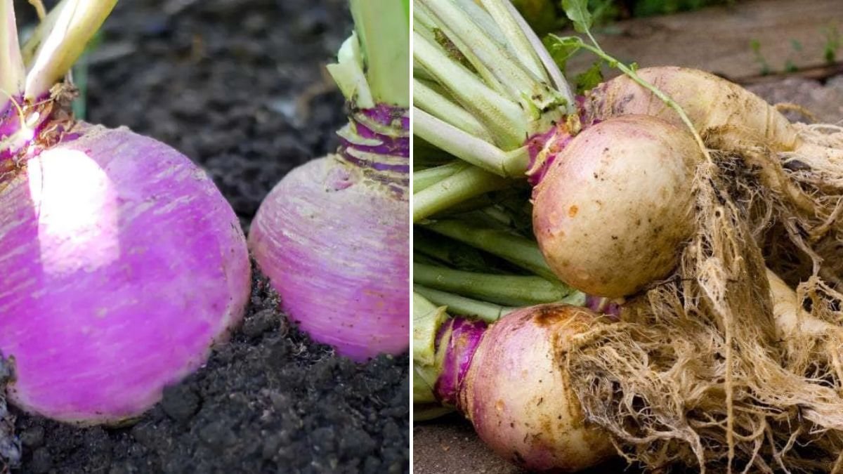 Ultimate Guide to Successfully Growing Turnips in Containers for Maximum Yield