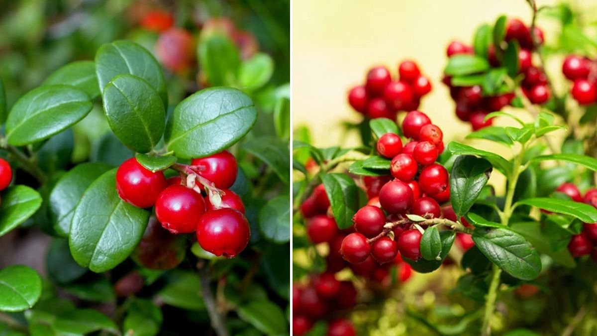 Discover the Ultimate Method for Rapidly Growing Lingonberries at Home