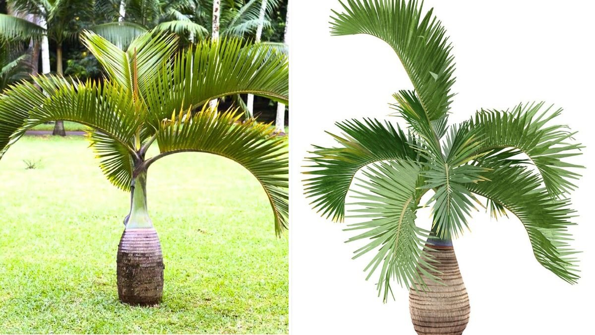 A Complete Guide to Successfully Cultivating Bottle Palm for Your Tropical Oasis