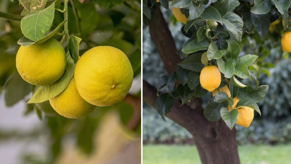 The Ultimate Guide to Growing Lemons Indoors Using Simple Techniques for Beginners