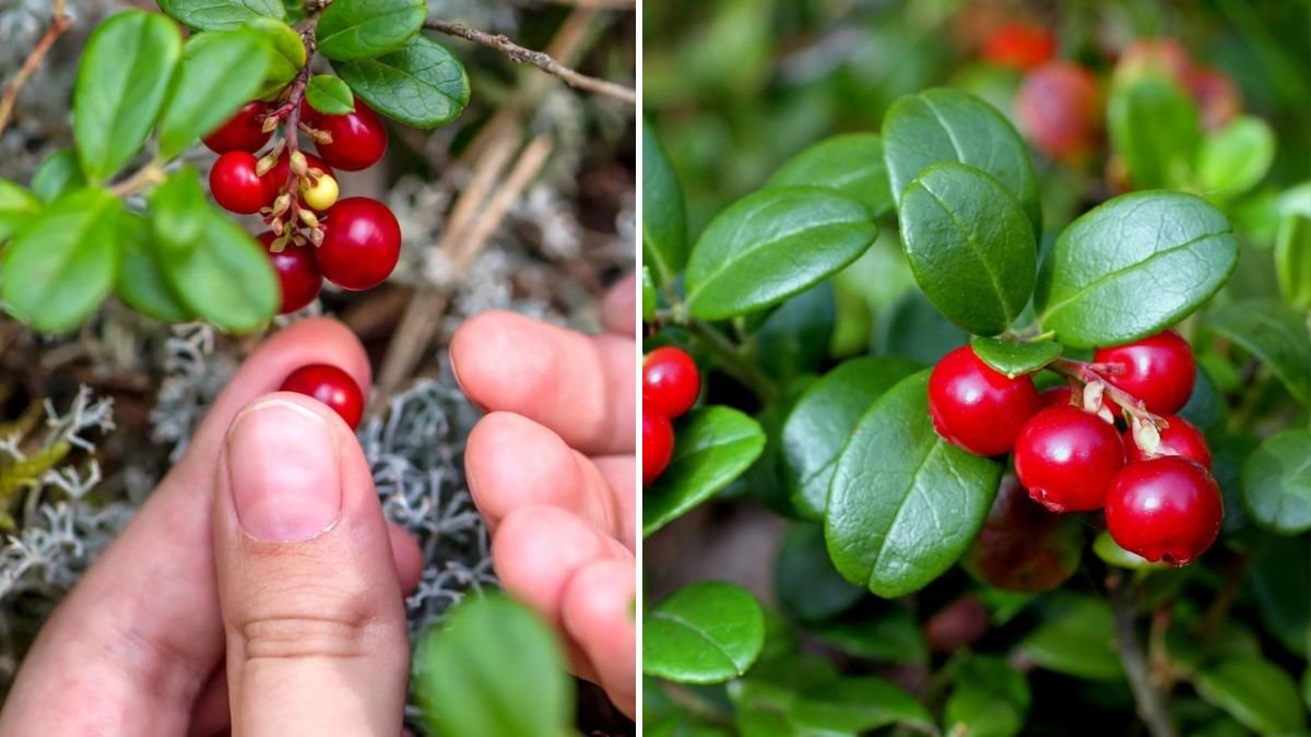 How to Successfully Cultivate Lingonberries Indoors During the Winter Months for Delicious Harvests