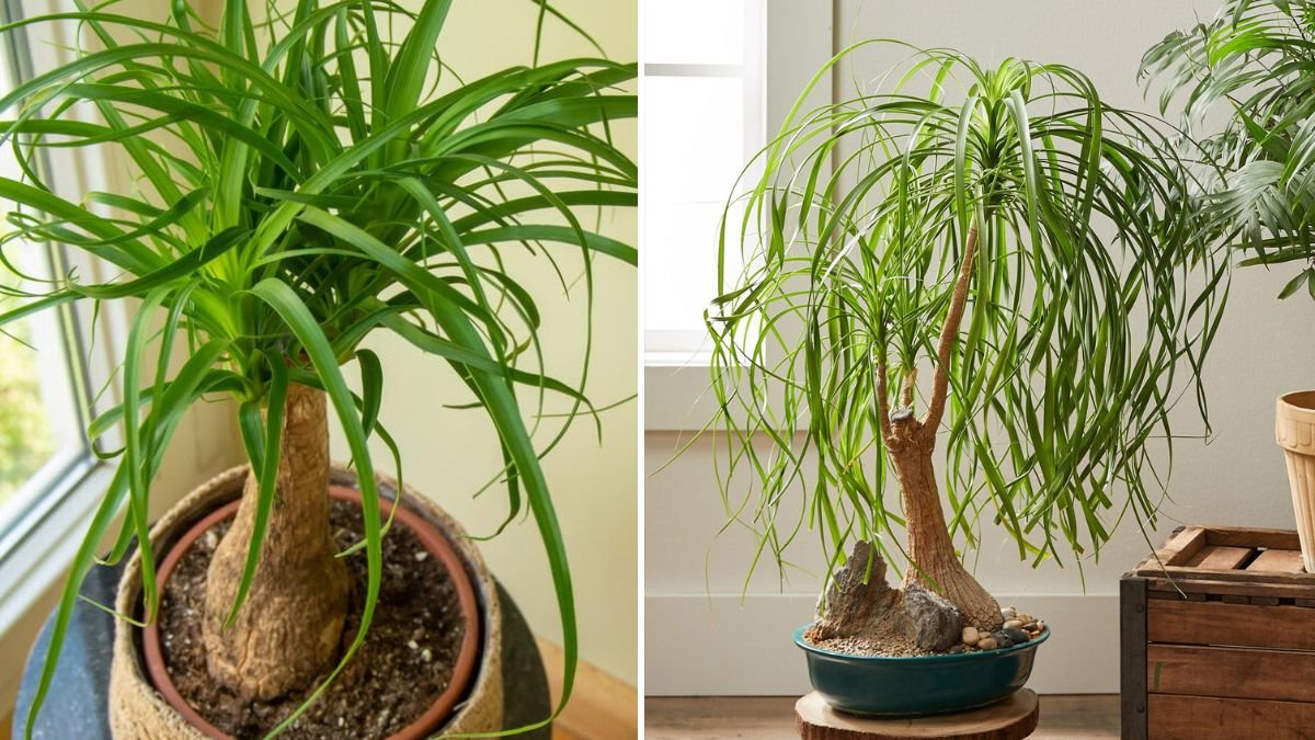 Simple Steps for Growing a Healthy Ponytail Palm Outdoors Year Round