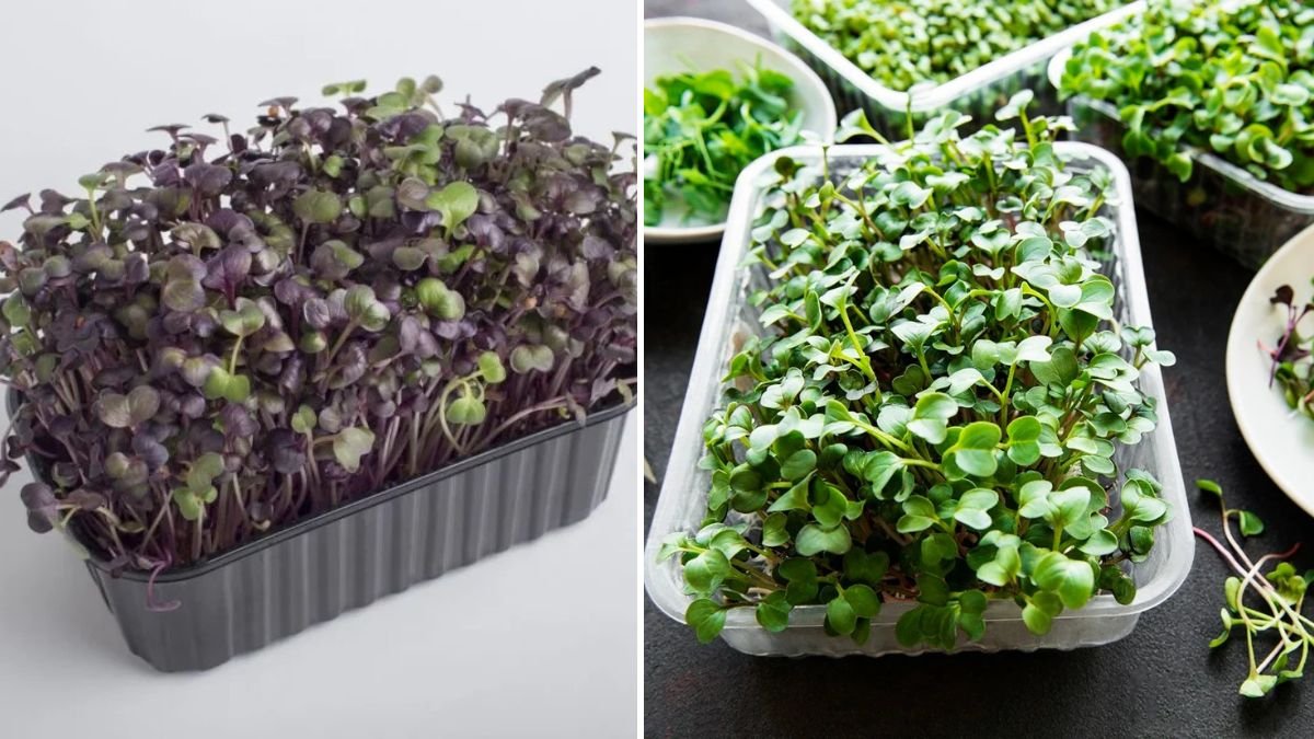 Simple Method for Growing Radish Microgreens at Home for Beginners