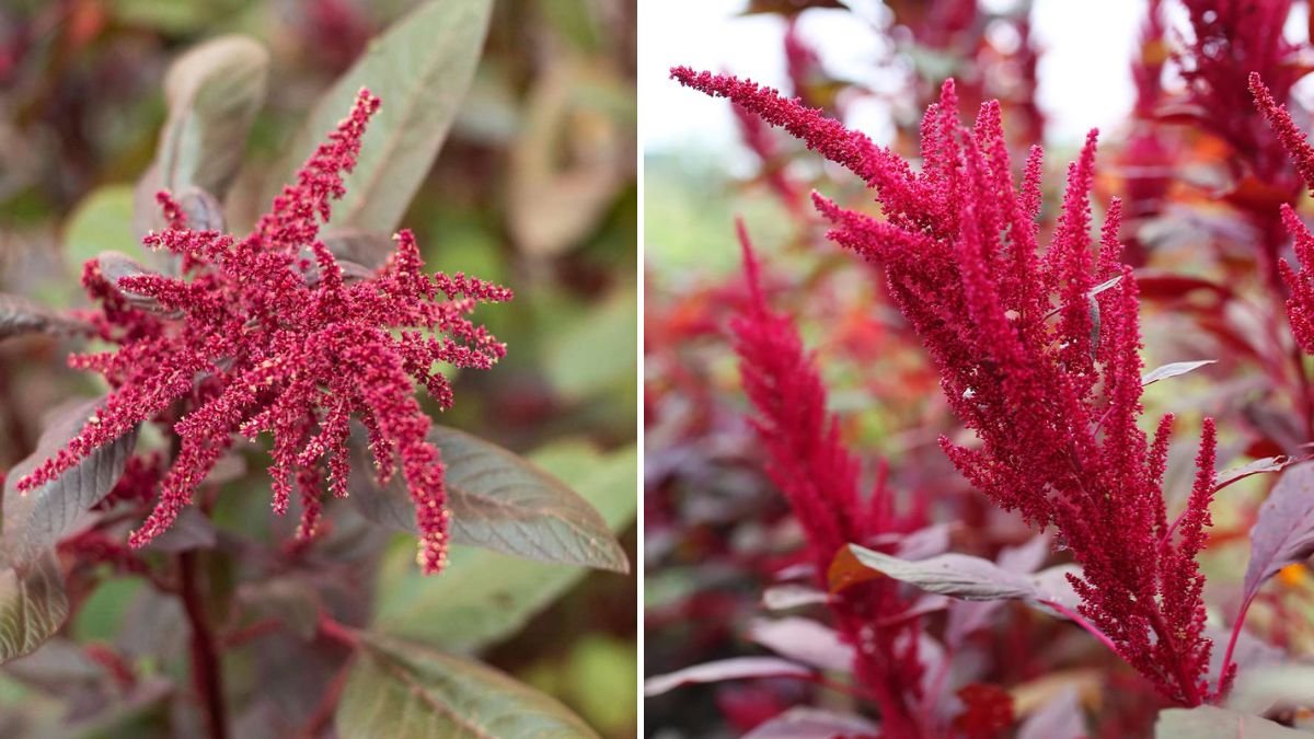 How to Successfully Grow Amaranthus Red Variety for Vibrant Gardens