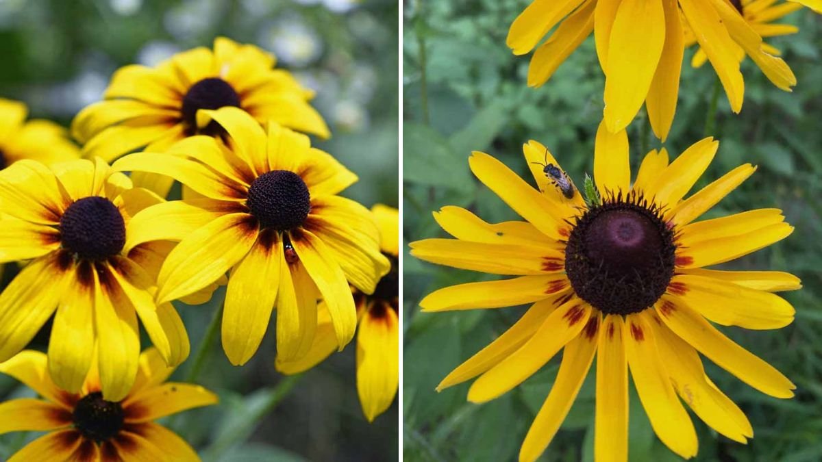 Ultimate Guide to Growing Rudbeckia Black Eyed Susan in Your Garden