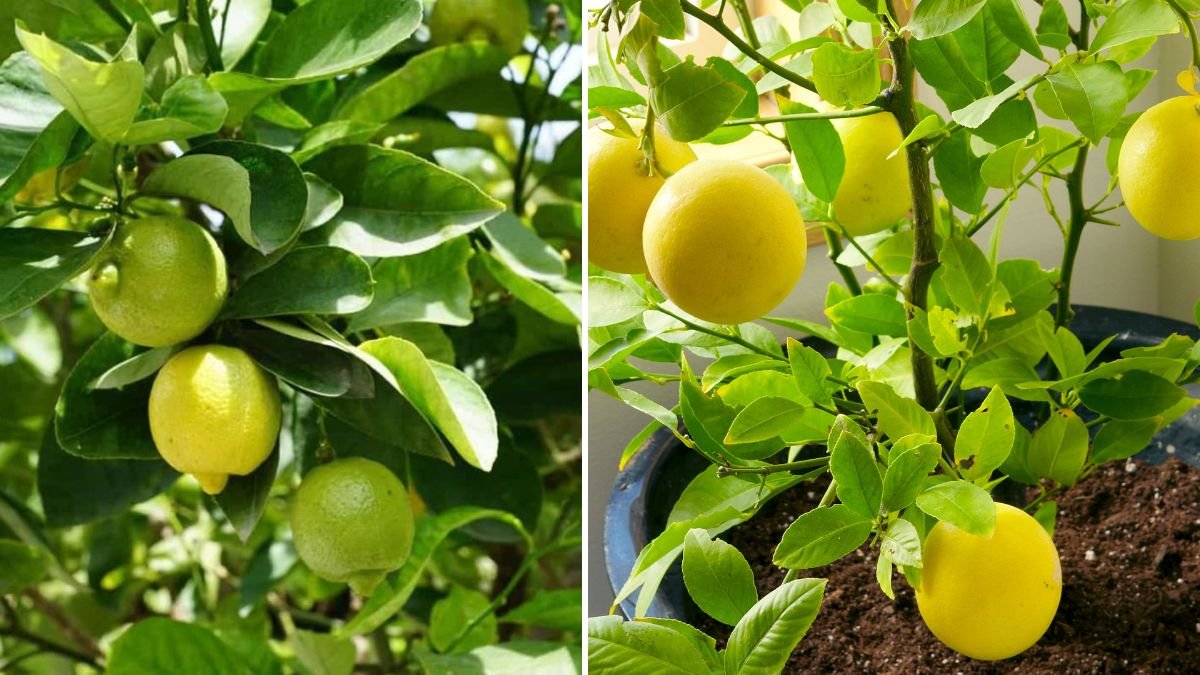The Ultimate Guide to Successfully Growing Lemon Trees from Seeds at Home