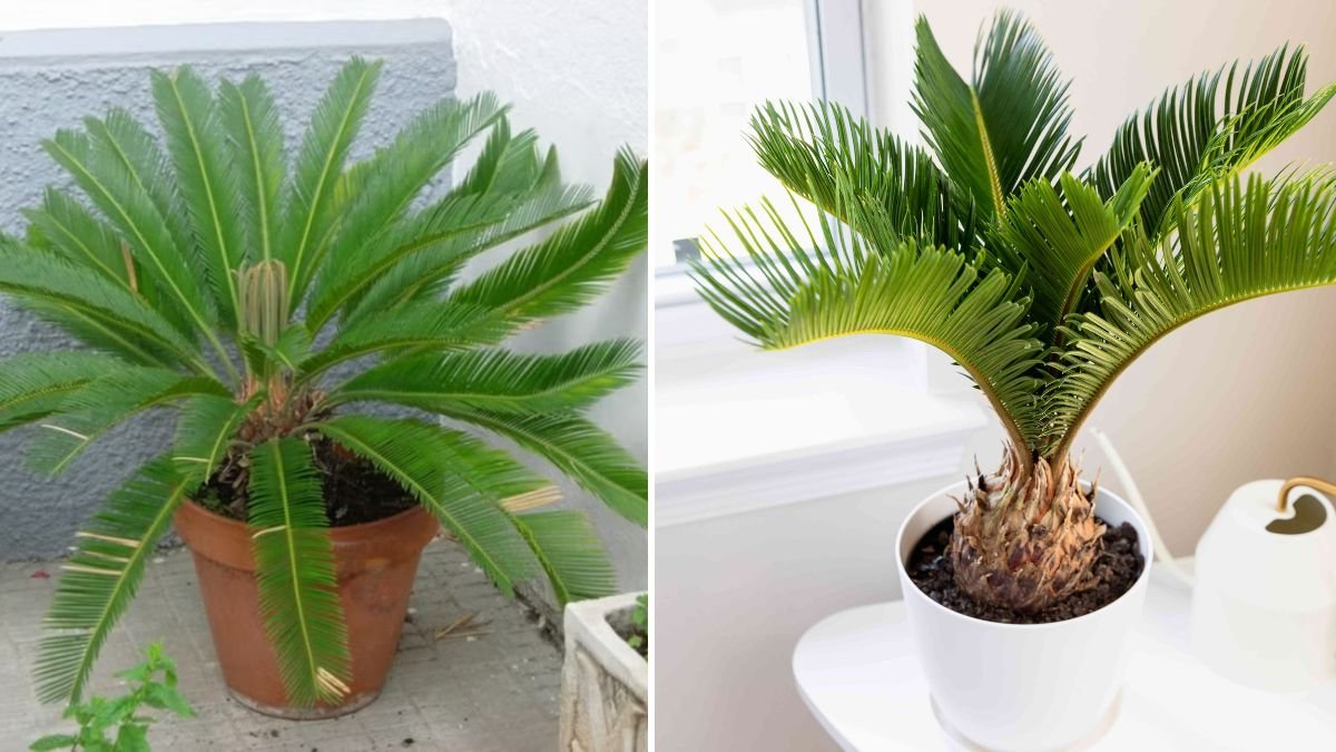 How to Successfully Incorporate Sago Palm into Your Landscape Design Ideas for Homeowners