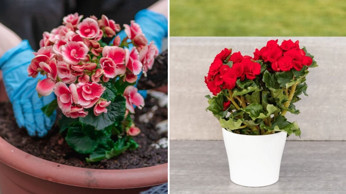 Simple Steps for Successfully Growing Begonia Elatior Hybrid at Home
