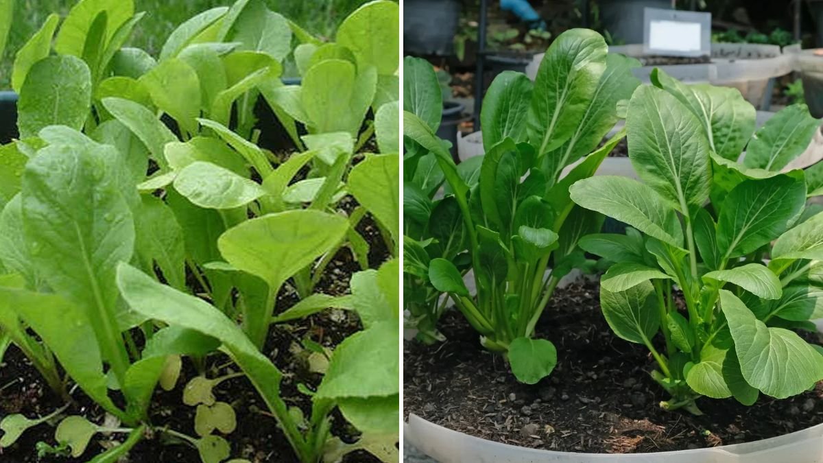 Simple Tips for Growing Mustard Greens Quickly at Home