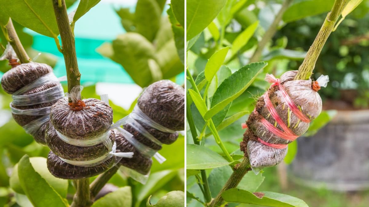 Air Layering in Fruit Trees: The Easiest Way to Multiply Your Plants