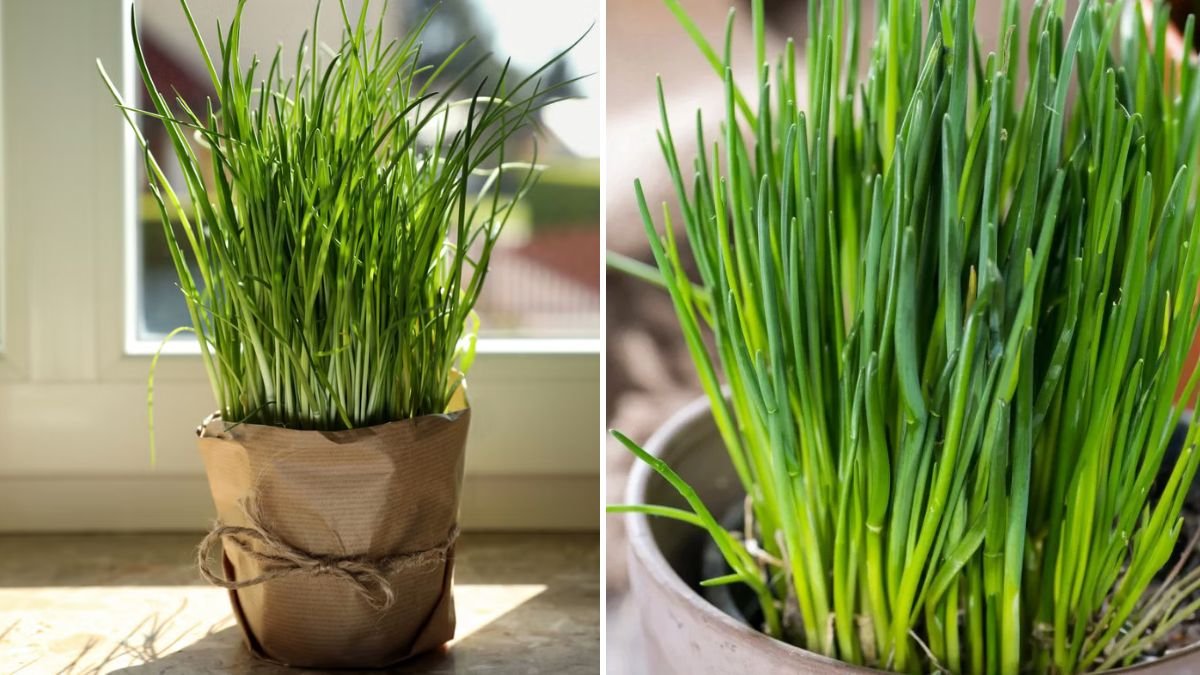 Tips for Growing Chives Successfully: A Beginner-Friendly Guide