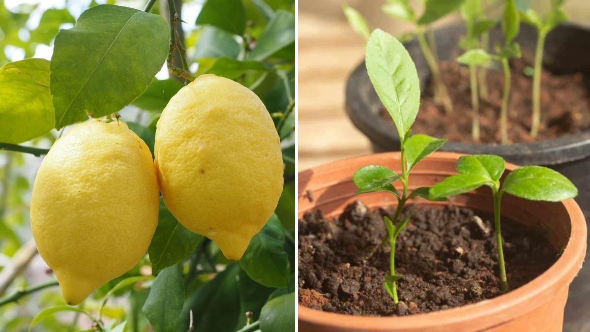 How to Make Lemon Tree Cuttings Successfully at Home for Fast Rooting and Healthy Growth