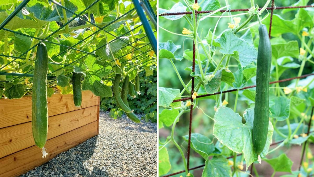 Cucumber Growing Tips for Home Gardeners: How to Get Healthy Vines and High Yields