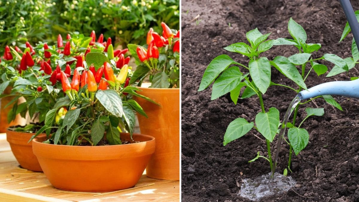 How to Grow Peppers at Home Successfully for Bigger, Healthier Harvests