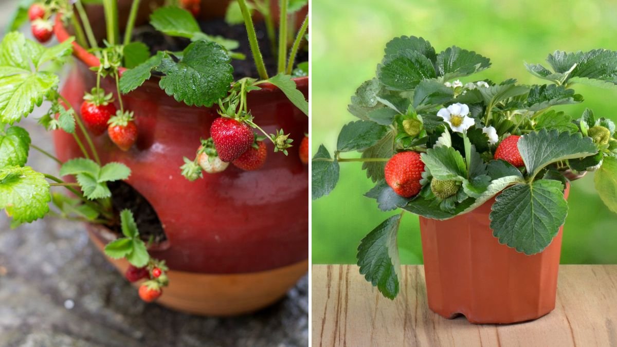 How to Grow Strawberries at Home Easily for Sweet, Juicy Harvests