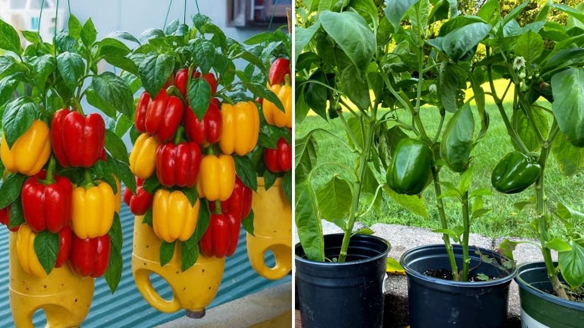 Growing Peppers in Plastic Bottles: Smart Vertical Gardening for Small Spaces