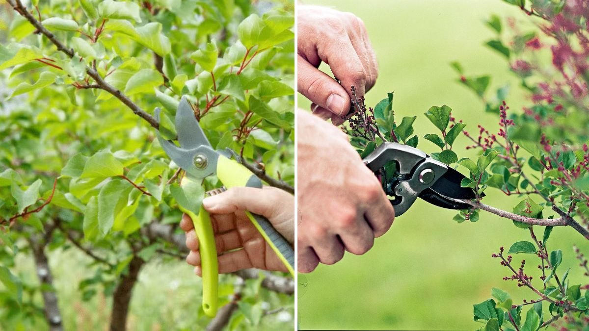 How to Make Your Fruit Trees Produce Early for Faster and Heavier Harvests