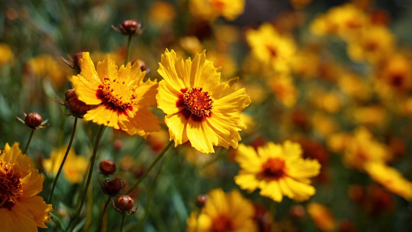 A Complete Guide to Growing and Cultivating Coreopsis Tickseed Flowers in Your Garden