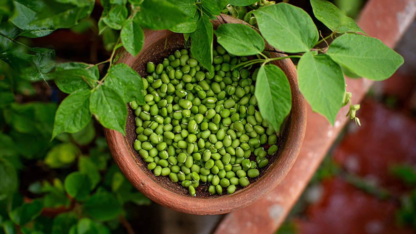A Complete Guide to Growing Green Gram Plants Naturally and Easily At Home