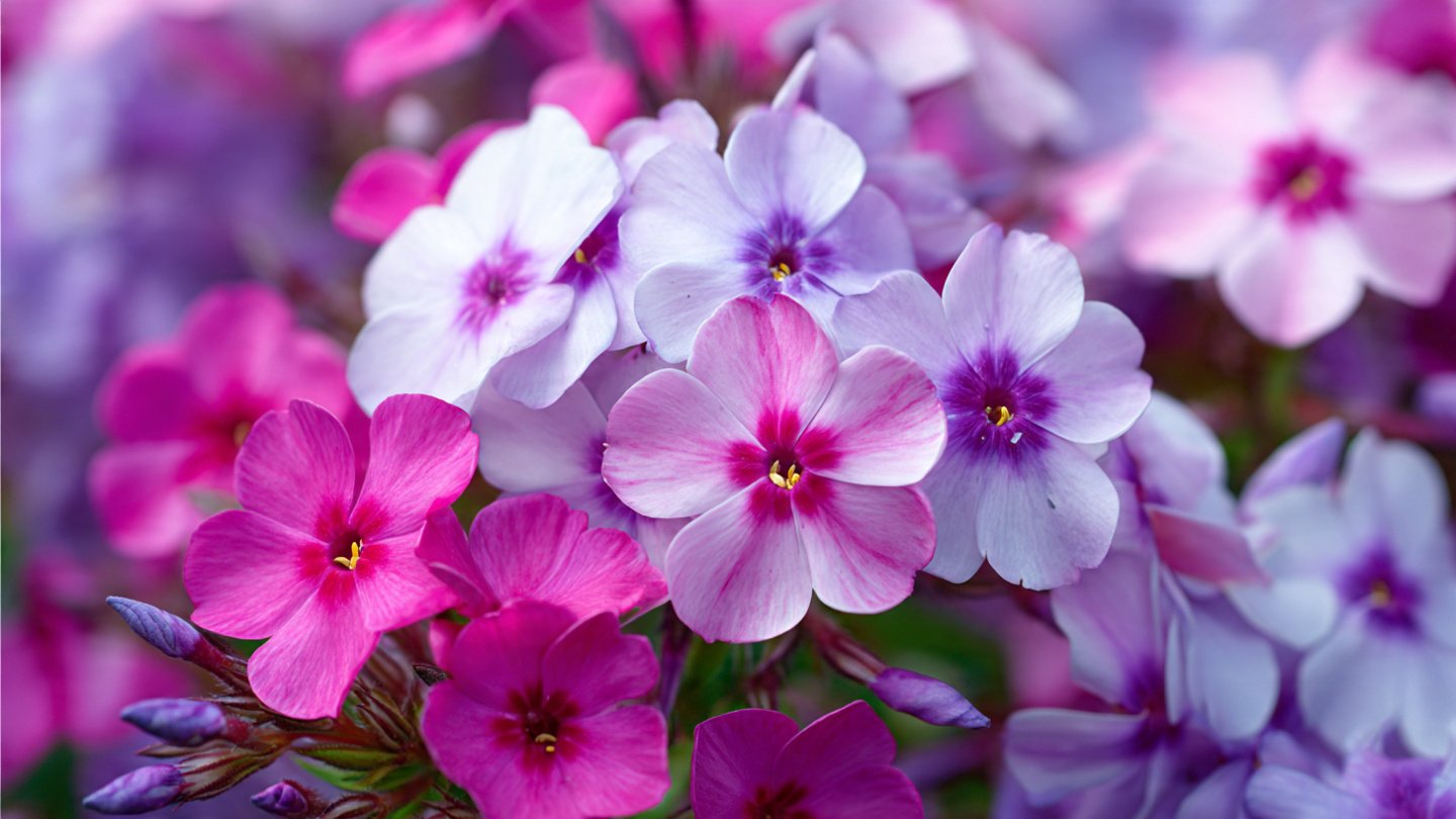 A Comprehensive Guide to Successfully Growing Phlox Drummondii in Your Garden and Enjoying Vibrant Blooms