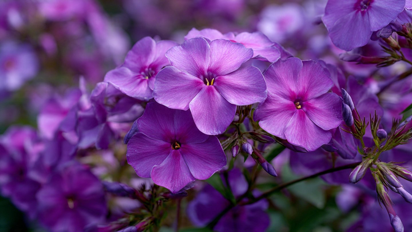 An Ultimate Guide to Growing Vibrant Annual Phlox Flowers in Your Garden for Maximum Bloom and Color