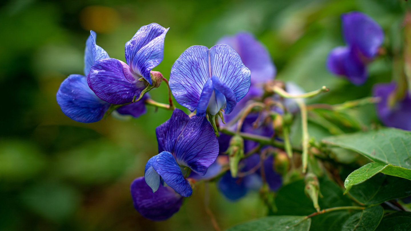 A Comprehensive Guide to Cultivating the Beautiful Aparajita Blue Pea Climber in Your Garden