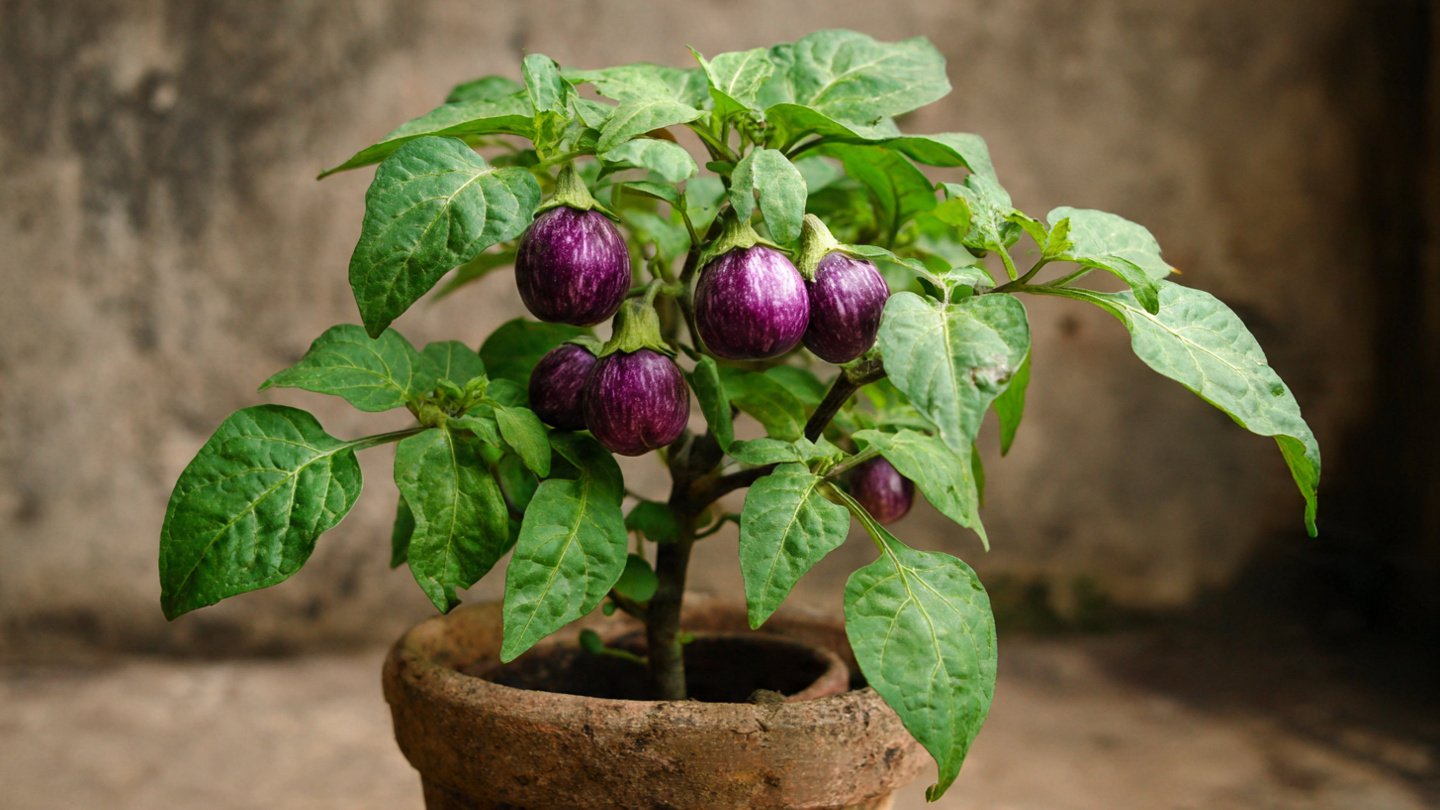 How to Grow Brinjal From Market Seeds Successfully: A Step-by-Step Guide