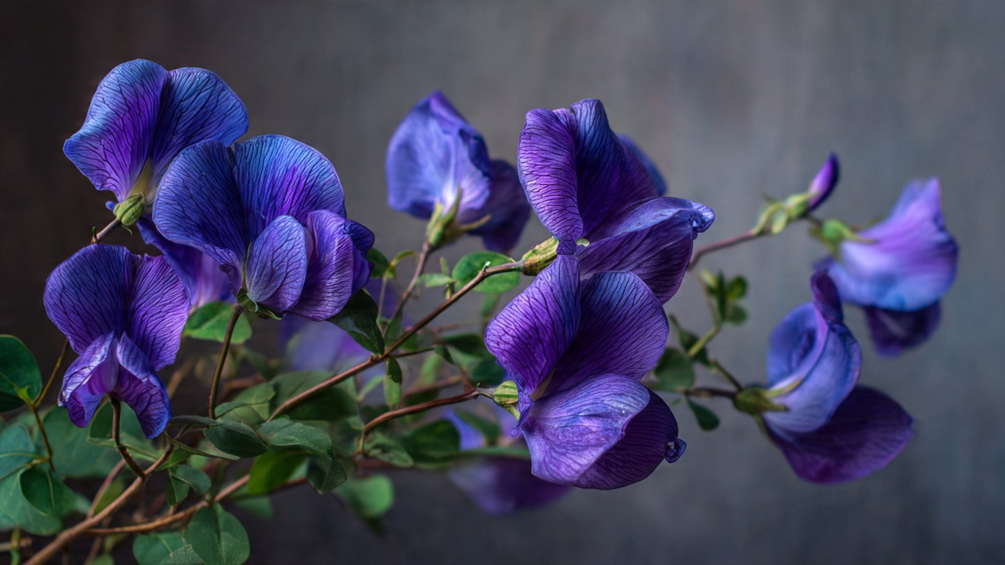 How to Use the Best Method to Grow Butterfly Pea Indoors