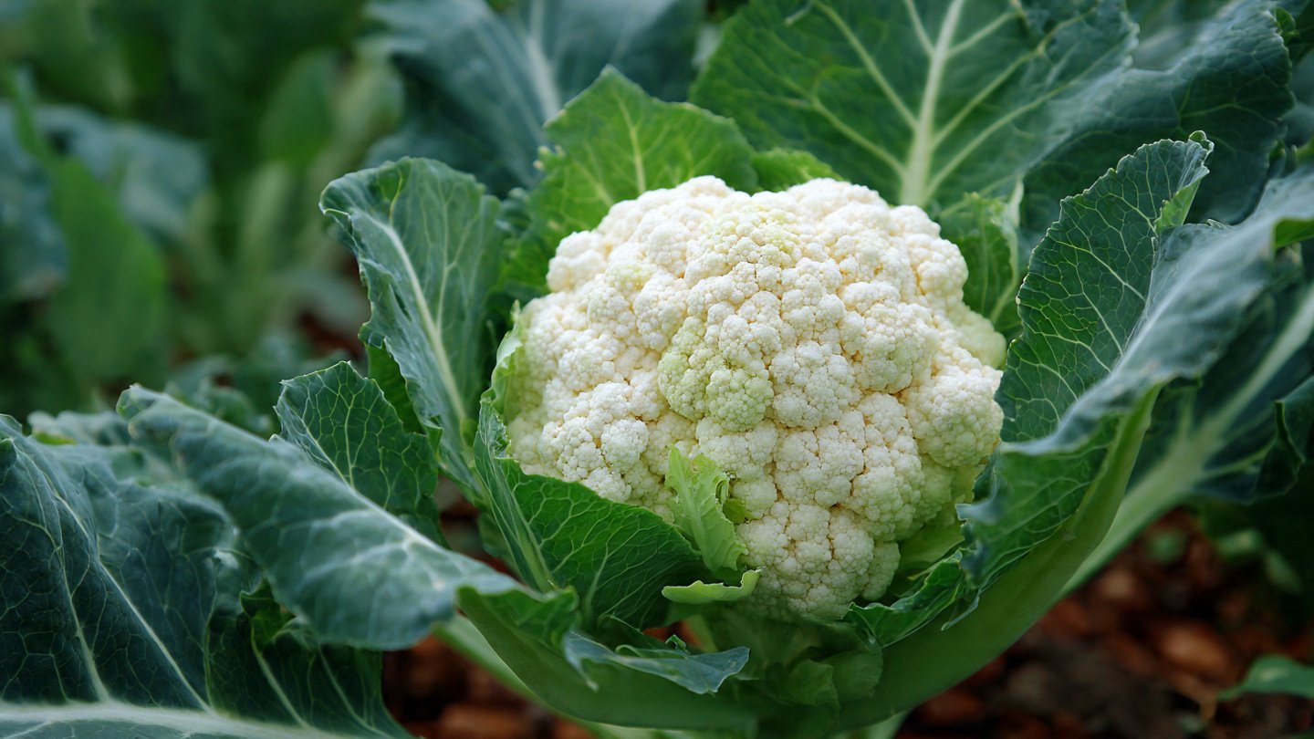 Simple Methods for Successfully Growing Cauliflower Snowball in Your Garden