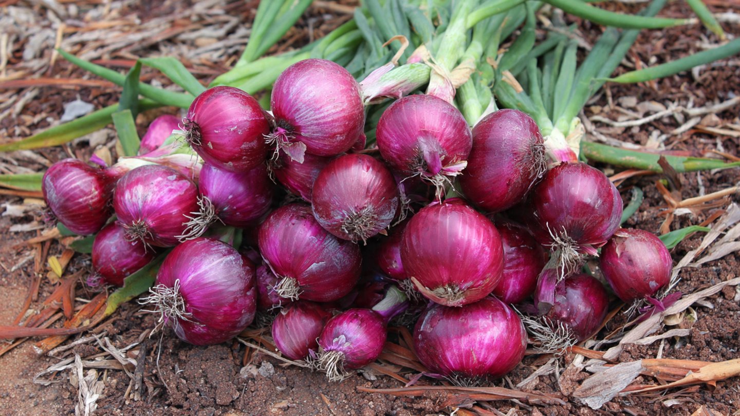 Comprehensive Guide to Successfully Growing Red Onions from Sets for Home Gardeners