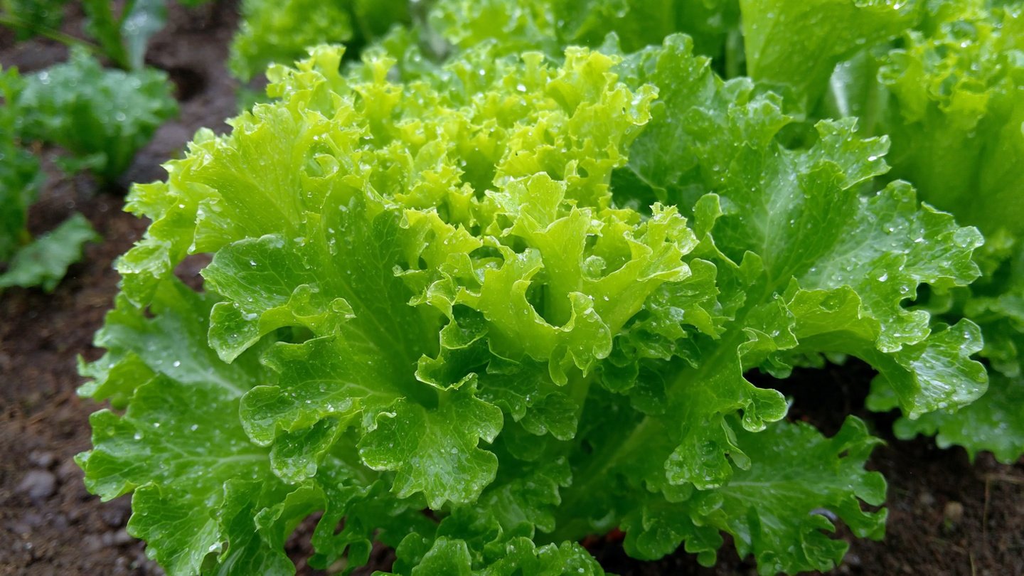 Simple Steps to Grow Delicious Endive Curly Greens in Your Home Garden