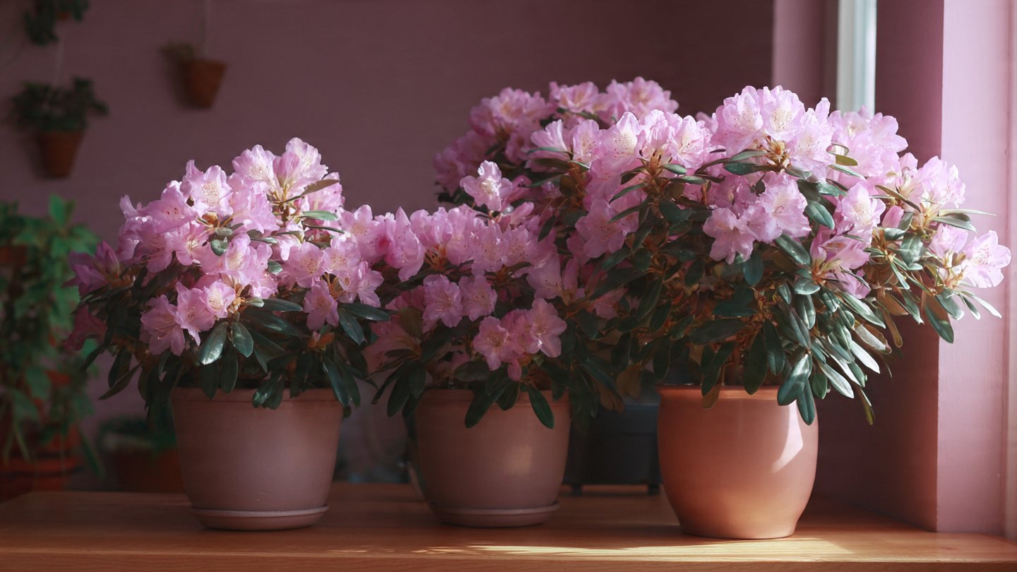 Easy Steps for Successfully Growing Dwarf Rhododendrons Indoors All Year Round