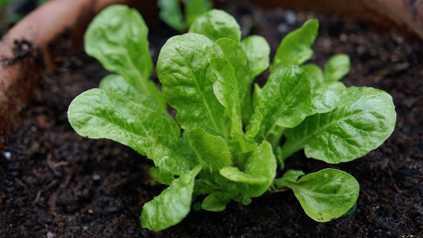 Easy Guide to Growing Rocket Salad Quickly at Home Using Simple Techniques