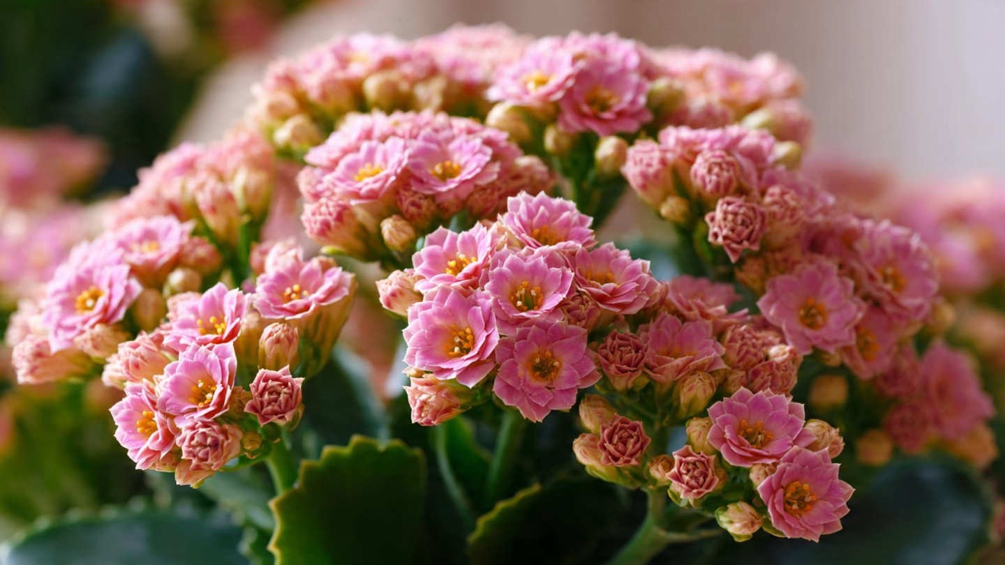 A Comprehensive Guide to Cultivating Delicious Pak Choi Baby Leaves at Home