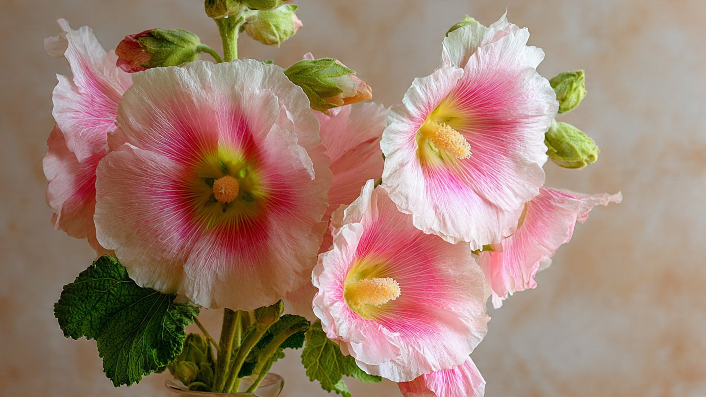 How to Embrace the Charm of Grow Hollyhock Cottage Style in Your Home Decor