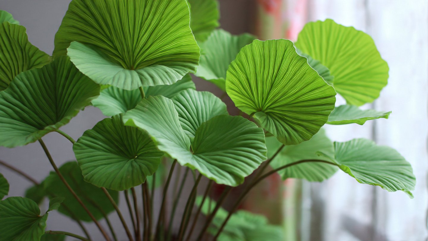 Can You Successfully Grow Drumstick Leaves Indoors? A Simple Way to Cultivate This Nutrient-Rich Plant!
