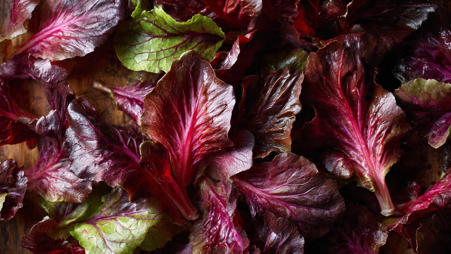 Discover the Ultimate Easy Hack for Successfully Growing Flavorful Radicchio Baby Leaves at Home