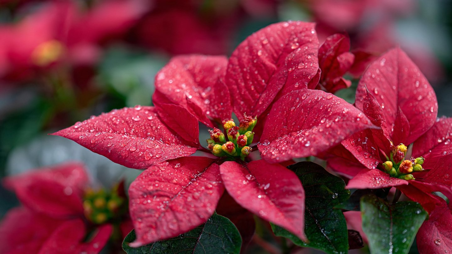 Simple Guide to Growing Poinsettias After Their Blooming Period