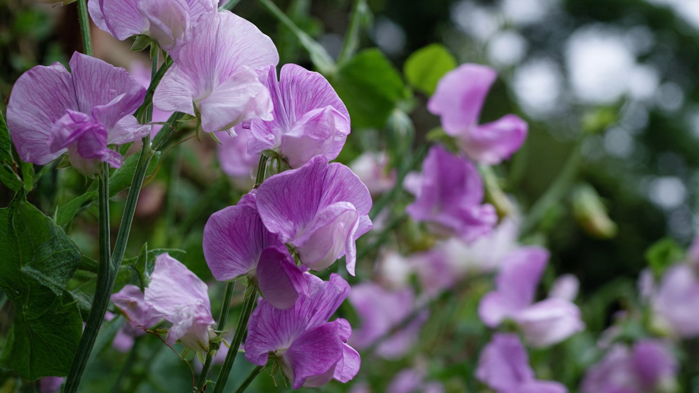 Discover the Simplicity of Growing Sweet Pea Climbers at Home with Minimal Effort