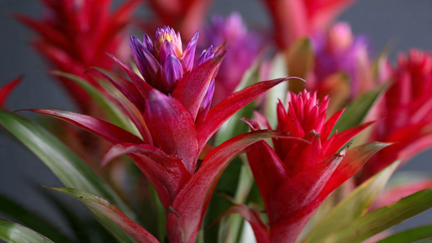 Discover the Secret to Effortlessly Growing Guzmania Bromeliads Indoors for Vibrant Home Decor