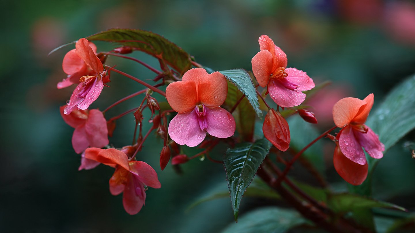 Simple Steps for Growing Impatiens Balsamina in Your Garden