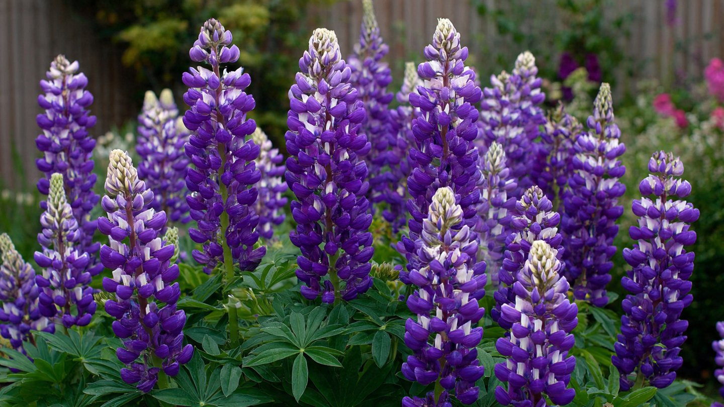 How to Easily Cultivate the Lupin Compact Variety in Your Garden