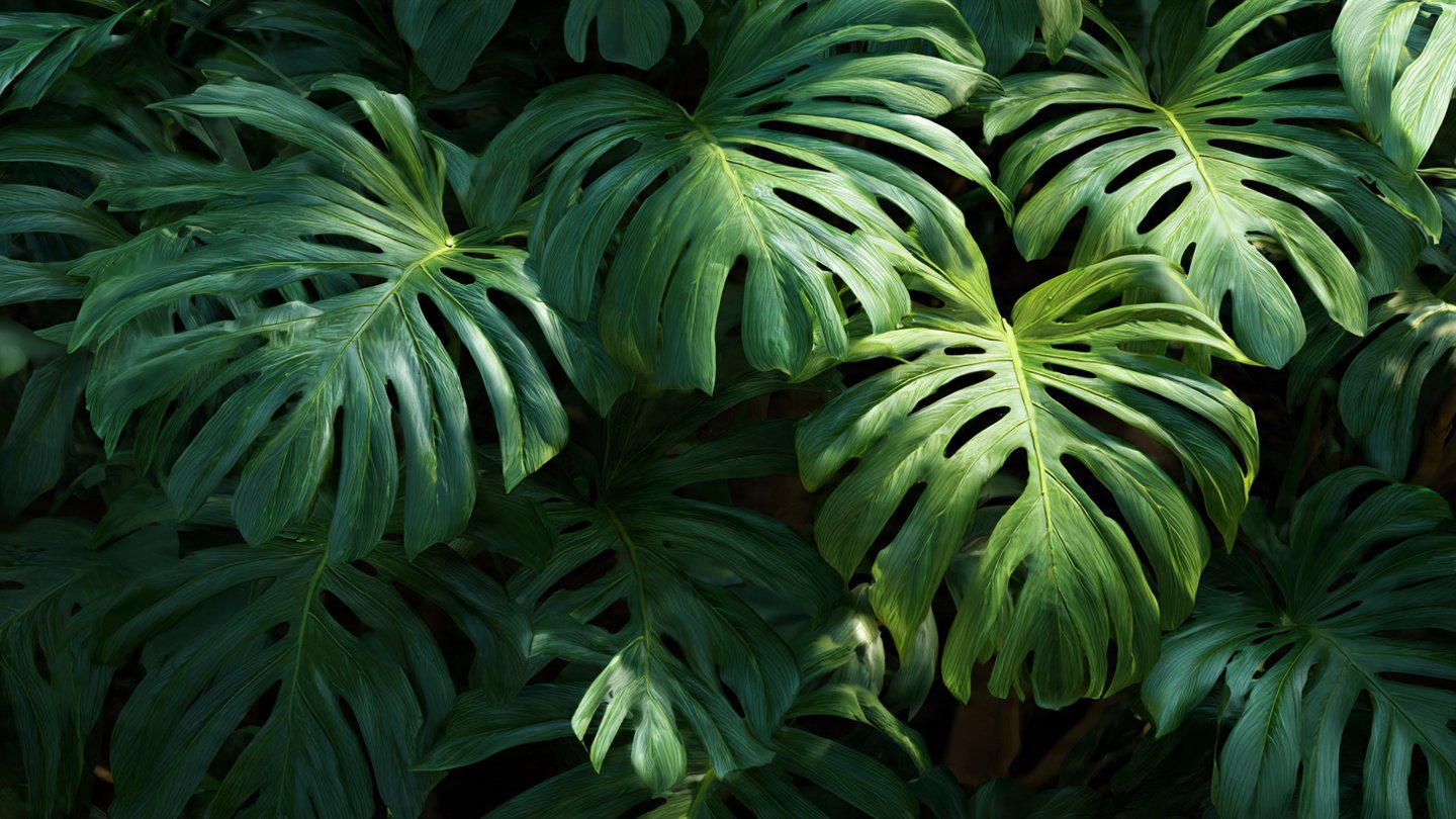 How to Grow Monstera for a Lush Tropical Outdoor Look