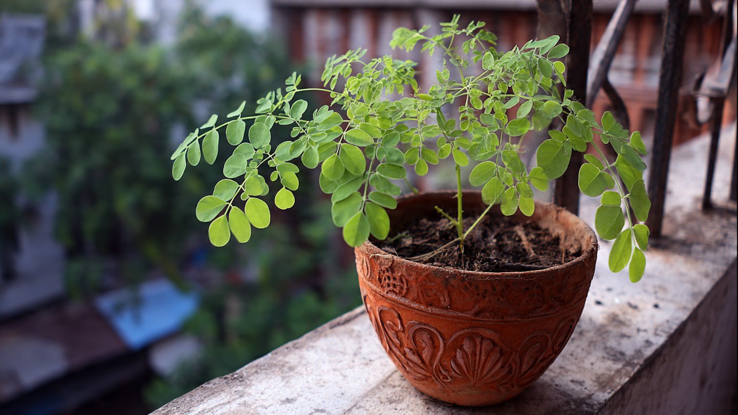 Can You Successfully Grow Moringa in a Pot? Discover the Best Methods!