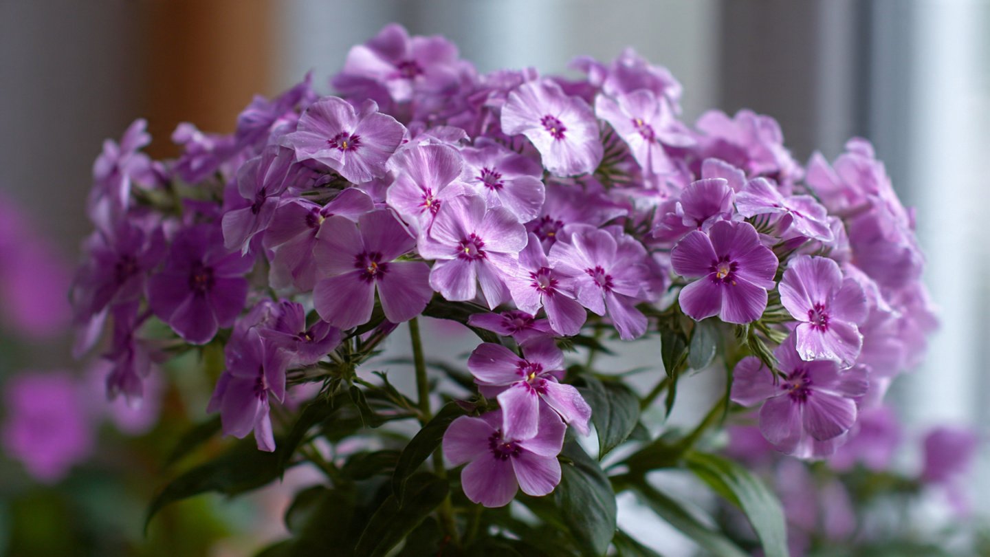 How to Successfully Grow Phlox Indoors: The Best Method Revealed
