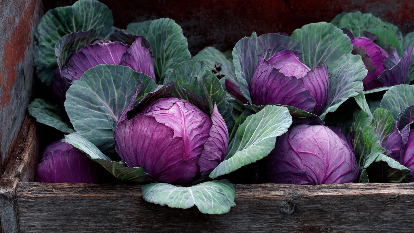 The Ultimate Guide to Successfully Growing Red Cabbage in a Container Garden