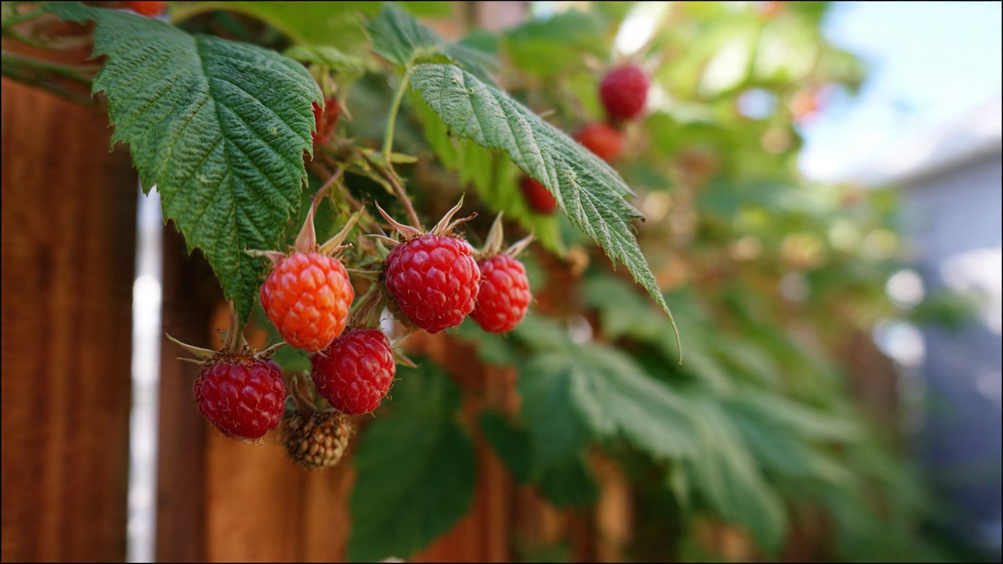 A Comprehensive Guide to Successfully Grow Red River Raspberries in Your Backyard